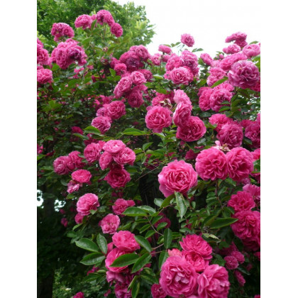 Printemps Fleuri*