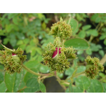 Rosa Centifolia Cristata
