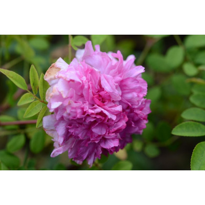 Rosa Roxburghii Plena
