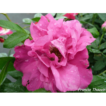 Rosa Rugosa Moje Hammarberg