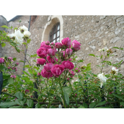 Triomphe Orléanais*