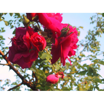 Cerise Bouquet