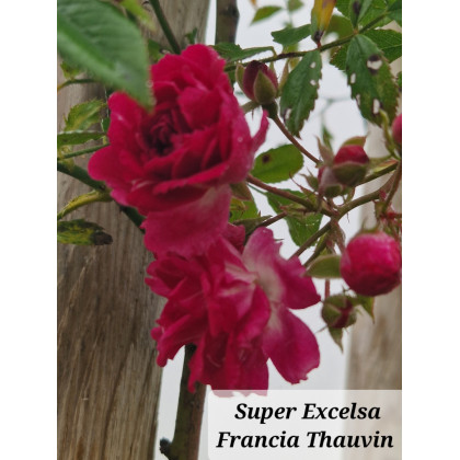 Super Excelsa