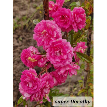 Super Dorothy
