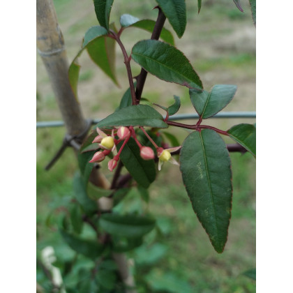 Rosa Cymosa