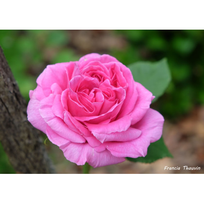 Mme Charles Detraux*