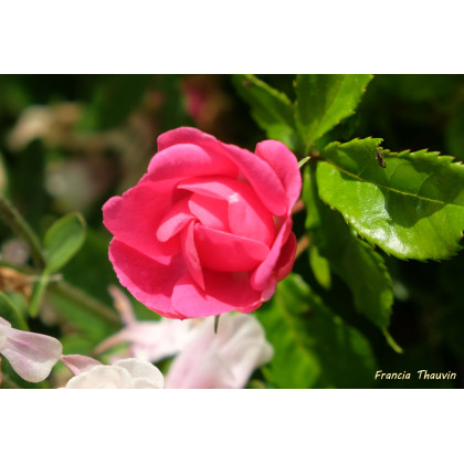 Mme Jules Gouchault*