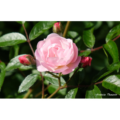 Perle Orléanaise*