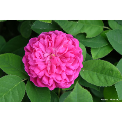 Rose de Resht