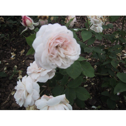 Comtesse de Rocquigny
