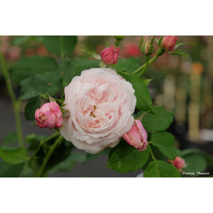 Mme Alfred de Rougemont