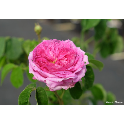 Pourpre Ardoise