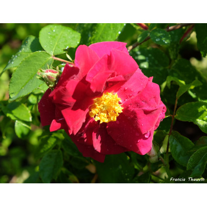 Rosa Holodonta
