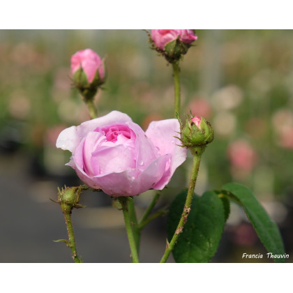 Triomphe de Flore