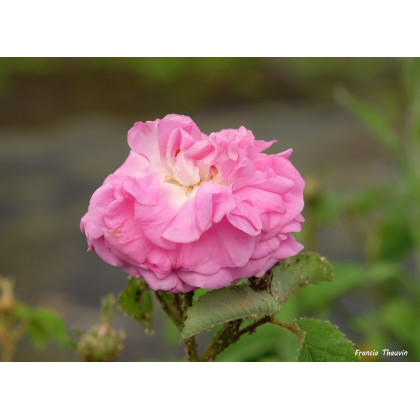 Duchesse de Berry