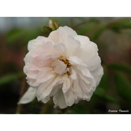 Quatre Saisons Blanc Mousseux