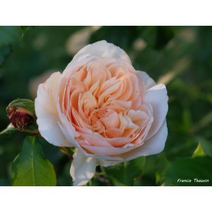 Sweet Juliet®
