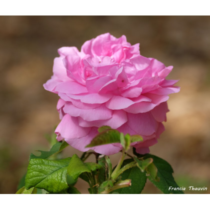 Comte de Chambord