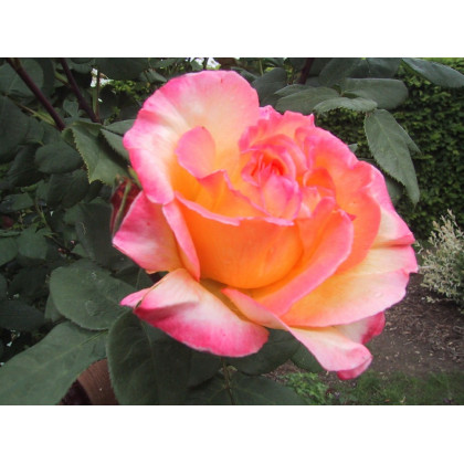 Emeraude d'Or