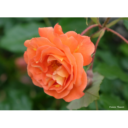 Westerland
