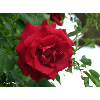 Red Parfum®