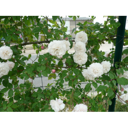 White Pet Climbing*