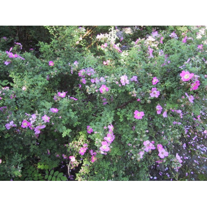 Rosa Nanothamnus