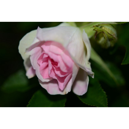 Rosa x Kamtschatica