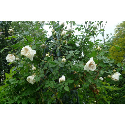 Sombreuil