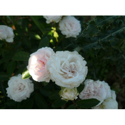 Souvenir de Mlle Juliet de Bricard