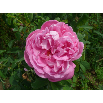 Mme Apolline Foulon*