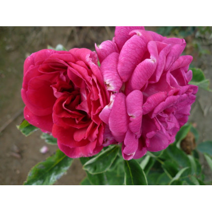 Mme Marguerite Marsault*