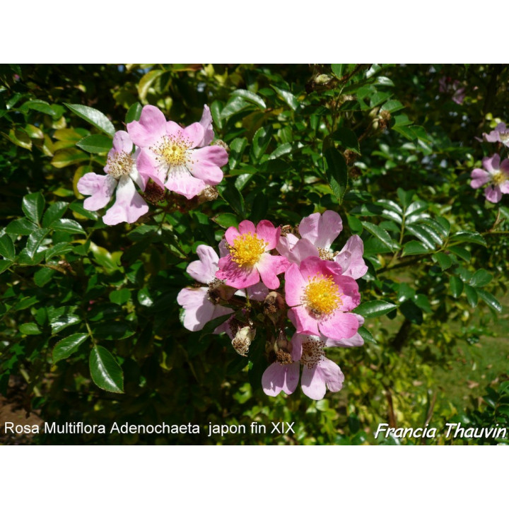 Rosa Multiflora Adenochaeta