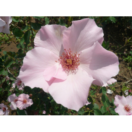 Dainty Bess