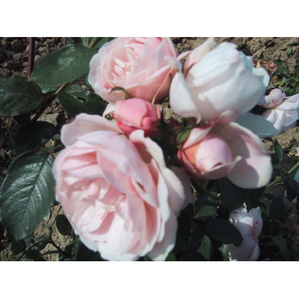 Reine des Iles Bourbon*