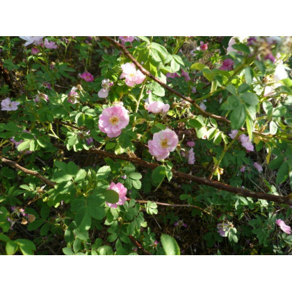 Rosa Californica Plena