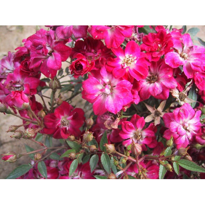 Rosa Chinensis Minima