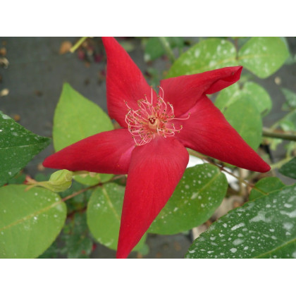 Rosa Chinensis Sanguinea