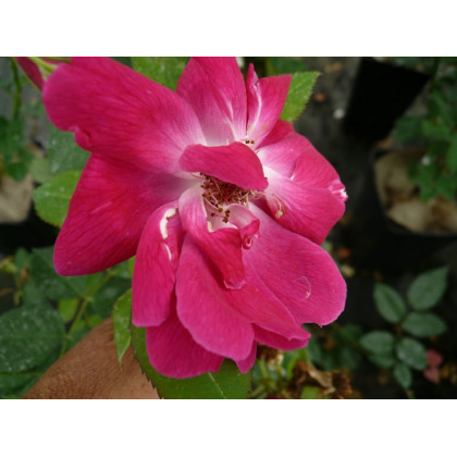 Gloire des Rosomanes