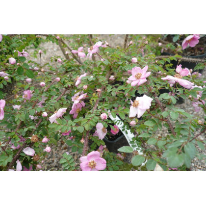Rosa Farreri Persetosa