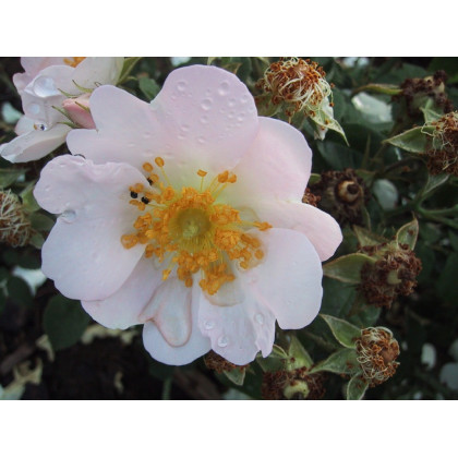 Rosa Macranta Waitziana
