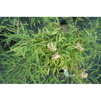 Rosa Multiflora Watsoniana