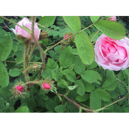 Rosa x centifolia Muscosa