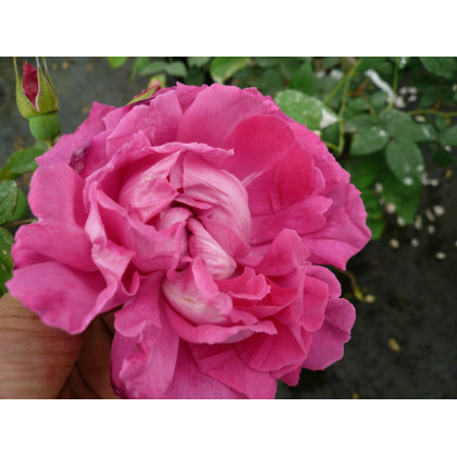 Rose à Parfum de l'Haÿ