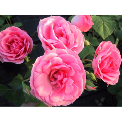 Jardins de Valloires®