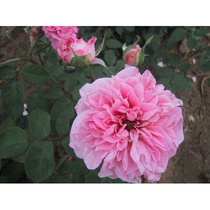 Souvenir de Mme Auguste Charles