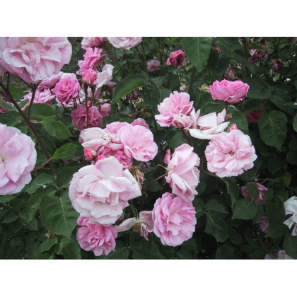Marguerite Rose*
