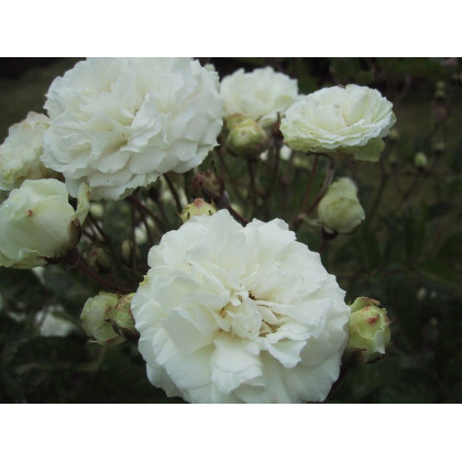 Marie Jeanne*