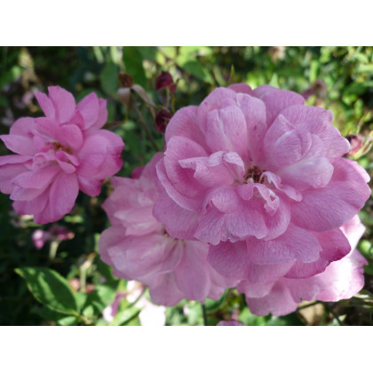 Old Blush