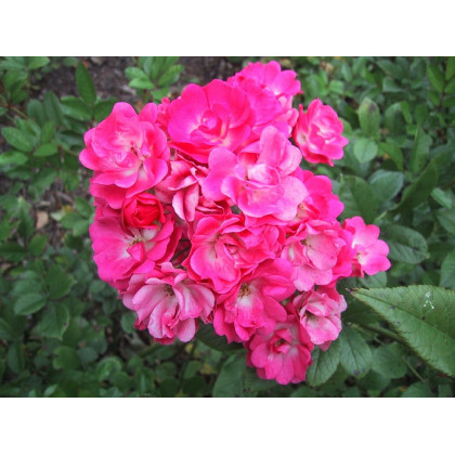 Orléans Rose*